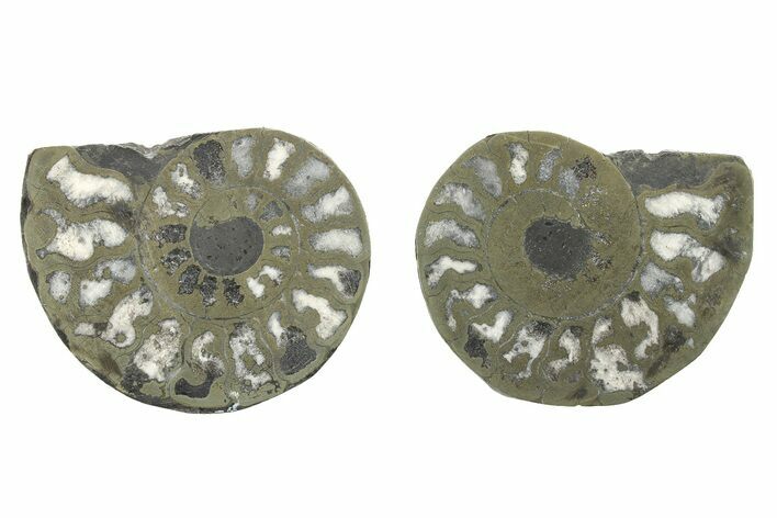 Pyritized Cut Ammonite Fossil Pair - Morocco #276653